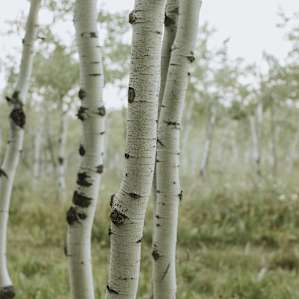 Aspens everywhere!