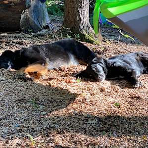 Doggos were definitely tuckered out after all their exploring!