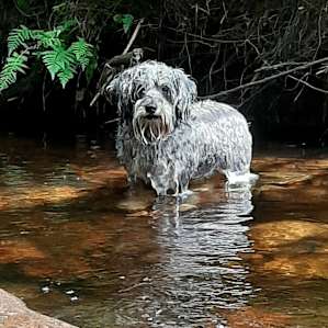 Sandy taking a swim on a hot Summer day.
