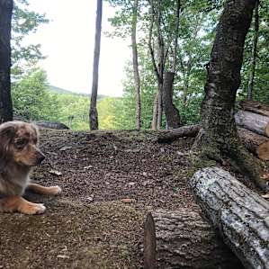 Hussey Mtn. Tree Farm (Ledgewood)