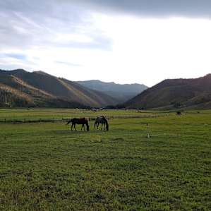 Beautiful horses on Virginia and Walt's ranch!
