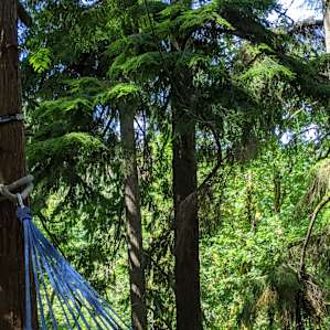 The hammock is a great spot to be still & listen to the forest