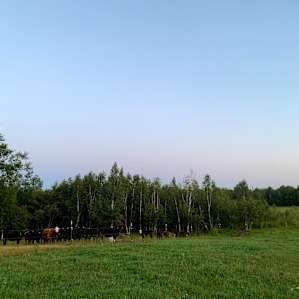 Be mindful that this is a working farm! It was fun to see the adorable calves.