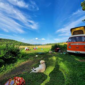 Camp Clementine- 1975 VW Bus