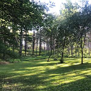 White Pine Meadow