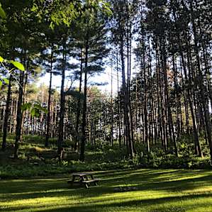 White Pine Meadow