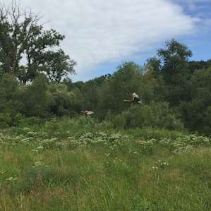 Sandhill Cranes (i'm guessing)
