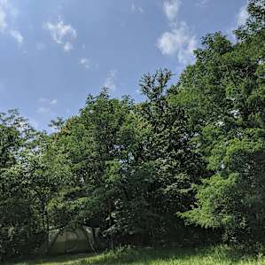 cozy little spot in some trees for a tent!