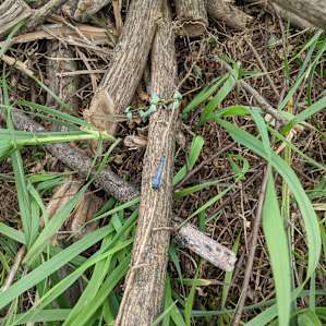A beautiful dragonfly asking me to trust in the power of light.