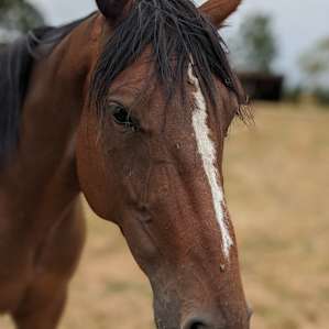 Horse Ranch near Silver Falls Park