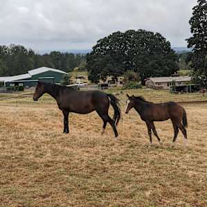 Horse Ranch near Silver Falls Park