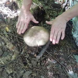 Mushrooms galore to hunt & view