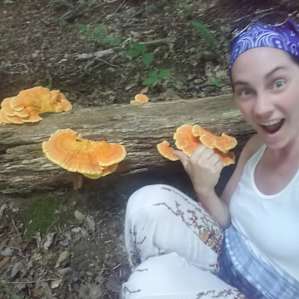 Huge Chicken Of the Woods mushrooms