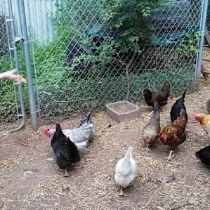 Friendly chickens