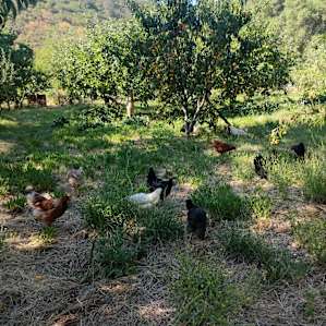Happy chickens!