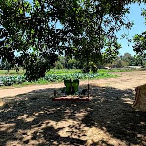 Under the walnut tree