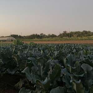 View from the site