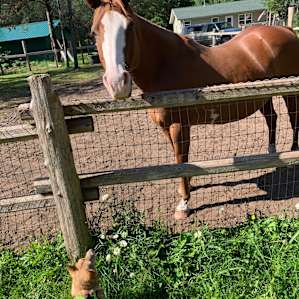Puck meets his first horse!