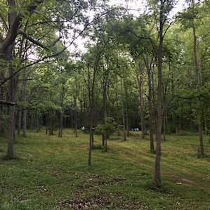 Some of the land (view from outhouse) -- follow the "road" up to get to the campsites along the creek + next to the beautiful waterfall!