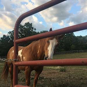Beautiful horses you pass on the way to the campsites.