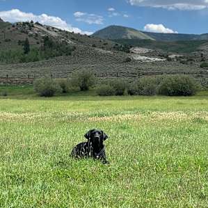 Our lab loved the open space to run around