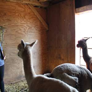 Alpacas!