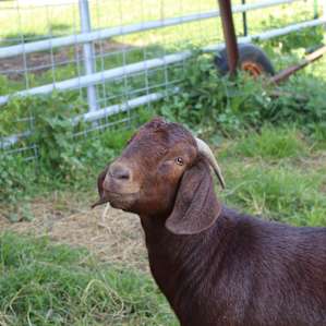 Heavenly Acres Farm Stay