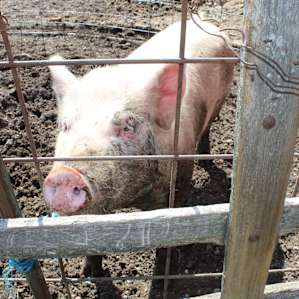 Heavenly Acres Farm Stay