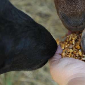 Feeding time