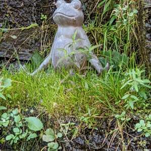 "Zen" frog