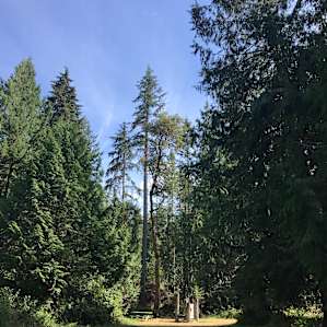 Beautiful trees where I actually camped, site 4