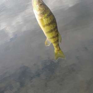 Fish came in many sizes. Lake provided walleye, bass, and crappies.