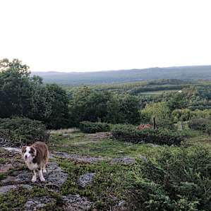 Hussey Mtn. Tree Farm (Ledgewood)