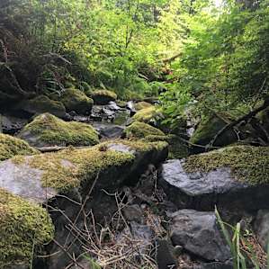 Creek on property.