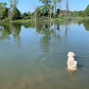 Dogs had so much fun swimming in big lake