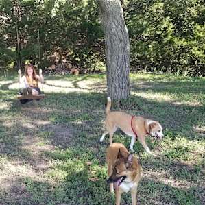The dogs loved it!