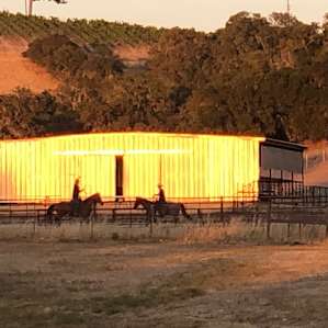 Roping calves
