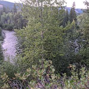 Twisp River view from the benches