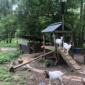 The Happy Hippy Homestead