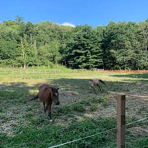 Camp Avery @ Clark Shack Acres