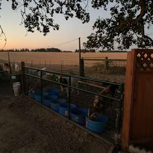 The goats!