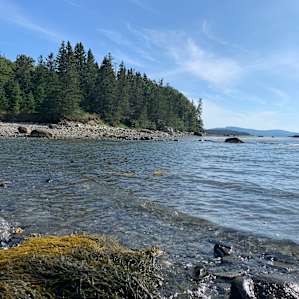 Stunning Schoodic Beachfront Woods