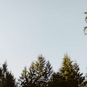 Mountain Meadow