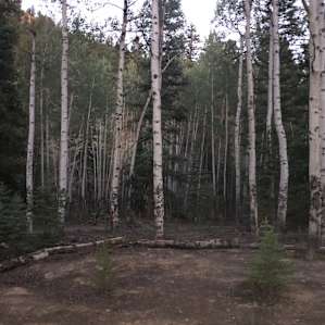 Slumgullion Center Campsite 1