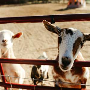 very friendly and cute goats
