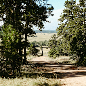 51 Forested Acres w/ Horses