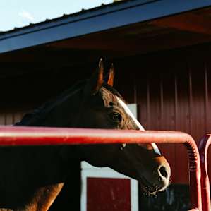 51 Forested Acres w/ Horses