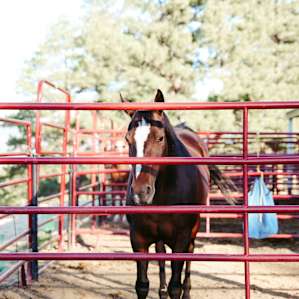 51 Forested Acres w/ Horses