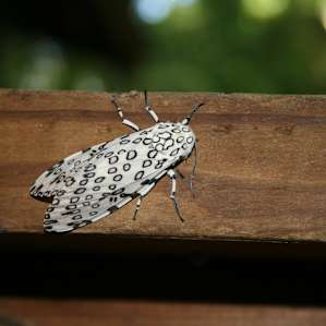 Lots of awesome moths and bugs to check out out here! Got to play with my camera.