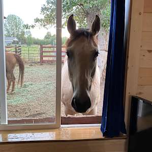 Friendly horse!